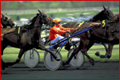 course hippique